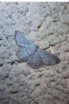 Idaea subsericeata