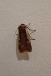 Ochropleura plecta