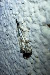 Catoptria falsella