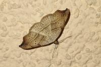 Laspeyria flexula