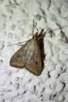 Udea ferrugalis