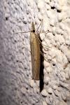 Pediasia contaminella