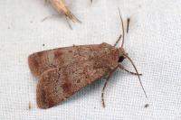 Agrotis trux