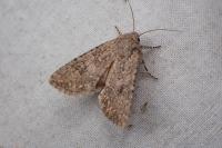 Anarta trifolii