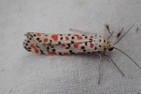 Utetheisa pulchella