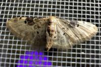 Idaea filicata