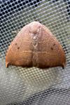 Watsonalla uncinula