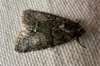 Cryphia algae
