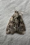 Cryphia pallida