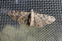 Eupithecia semigraphata