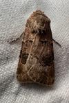 Agrotis bigramma