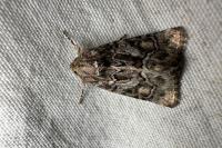 Thalpophila matura