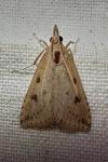 Udea numeralis