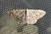 Scopula submutata roseonitens