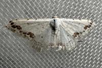 Scopula decorata