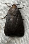 Amphipyra livida