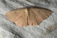 Cyclophora puppillaria