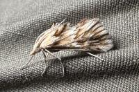 Cynaeda dentalis