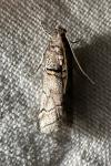 Acrobasis romanella