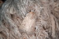 Caradrina ingrata