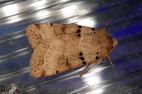 Eugnorisma depuncta