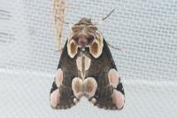 Thyatira batis