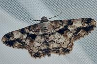 Peribatodes umbraria umbraria