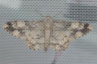 Peribatodes umbraria umbraria