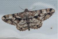 Peribatodes umbraria umbraria