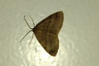 Scopula rubiginata