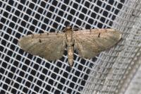 Eupithecia expallidata