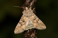 Mamestra brassicae