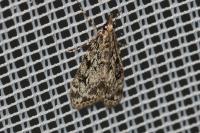 Eudonia truncicolella