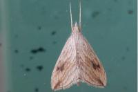 Evergestis forficalis