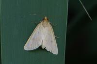 Achyra nudalis