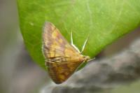 Pyrausta aurata