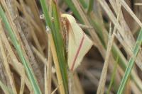 Rhodometra sacraria