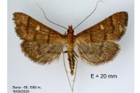 Dolicharthria aetnaealis