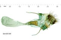 Dolicharthria aetnaealis