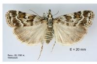 Scoparia pyralella