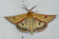 Diacrisia sannio