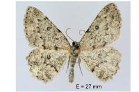 Charissa ambiguata herbuloti