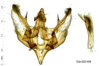 Charissa ambiguata herbuloti