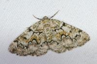 Cleorodes lichenaria