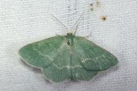 Chlorissa cloraria