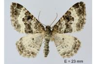 Epirrhoe alternata