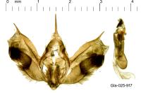 Epirrhoe alternata