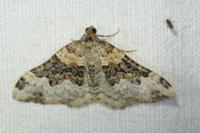 Epirrhoe galiata