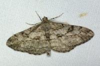 Peribatodes rhomboidaria rhomboidaria