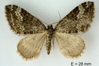 Perizoma hydrata